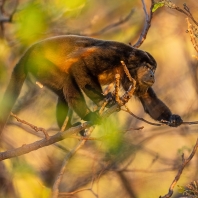 vřešťan pláštíkový - Alouatta palliata