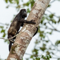 vřešťan pláštíkový - Alouatta palliata