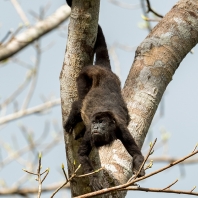 vřešťan pláštíkový - Alouatta palliata