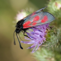 vřetenuška kozincová - Zygaena loti