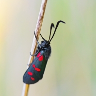 vřetenuška obecná - Zygaena filipendulae