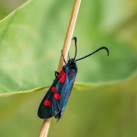 vřetenuška pětitečná - Zygaena lonicerae