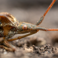 vroubenka americká - Leptoglossus...