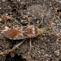 vroubenka americká - Leptoglossus...