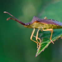 vroubenka keřová - Gonocerus acuteangulatus