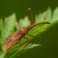 vroubenka trnorohá - Coriomeris denticulatus