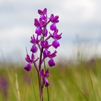 vstavač řídkokvětý - Orchis laxiflora