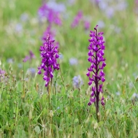 vstavač řídkokvětý - Orchis laxiflora