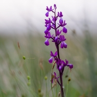 vstavač řídkokvětý - Orchis laxiflora
