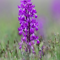 vstavač řídkokvětý - Orchis laxiflora