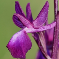 vstavač řídkokvětý - Orchis laxiflora