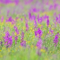 vstavač řídkokvětý - Orchis laxiflora