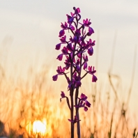 vstavač řídkokvětý - Orchis laxiflora