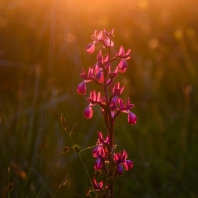 vstavač řídkokvětý - Orchis laxiflora