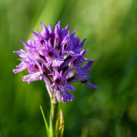 vstavač trojzubý - Orchis tridentata
