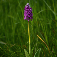 vstavač vojenský - Orchis militaris