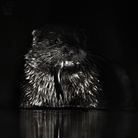 vydra říční - Lutra lutra