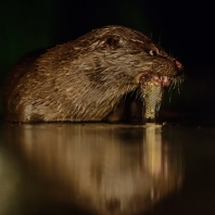 vydra říční - Lutra lutra