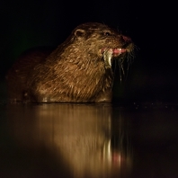 vydra říční - Lutra lutra