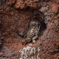 výr kapský - Bubo capensis