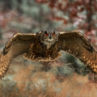 výr velký - Bubo bubo