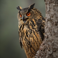 výr velký - Bubo bubo