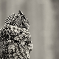 výr velký - Bubo bubo