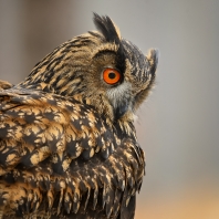 výr velký - Bubo bubo