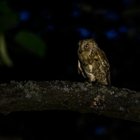 výreček malý - Otus scops