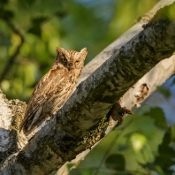 výreček malý - Otus scops