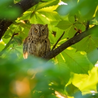 výreček malý - Otus scops