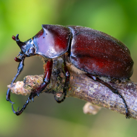 Xylotrupes socrates
