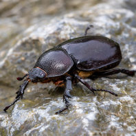 Xylotrupes socrates