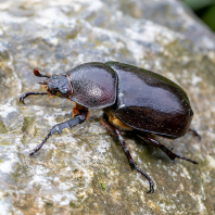 Xylotrupes socrates