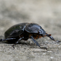 Xylotrupes socrates