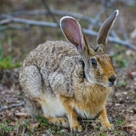 zajíc černotýlý - Lepus nigricollis