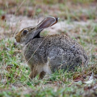 zajíc černotýlý - Lepus nigricollis