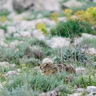 zajíc polní - Lepus europaeus