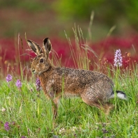 zajíc polní - Lepus europaeus