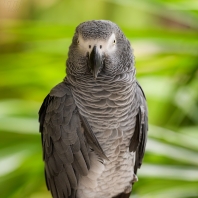 žako šedý - Psittacus erithacus