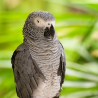 žako šedý - Psittacus erithacus