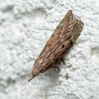 zavíječ cizopasný - Aphomia sociella