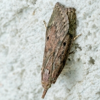 zavíječ cizopasný - Aphomia sociella