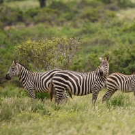 zebra stepní - Equus quagga