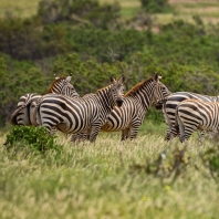 zebra stepní - Equus quagga