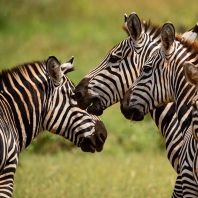 zebra stepní - Equus quagga