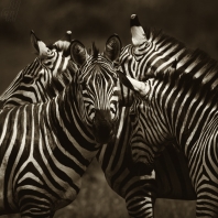 zebra stepní - Equus quagga