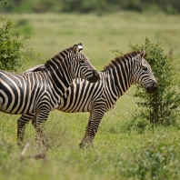 zebra stepní - Equus quagga