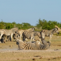 zebra stepní - Equus quagga