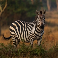 zebra stepní - Equus quagga